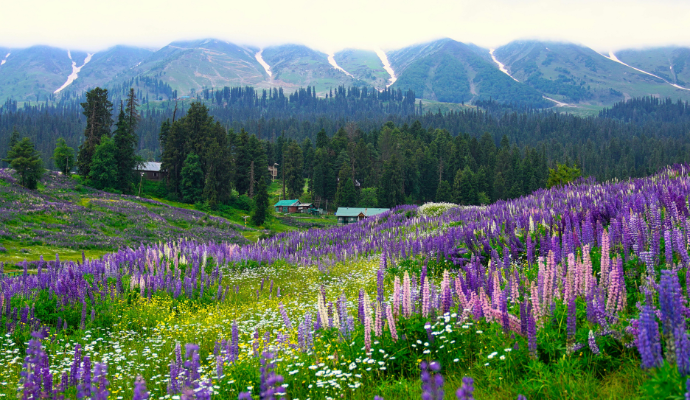 Valley of Flowers National Park