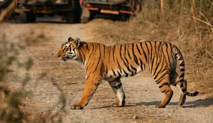 Jim Corbett National Park: Your Path to Wilderness